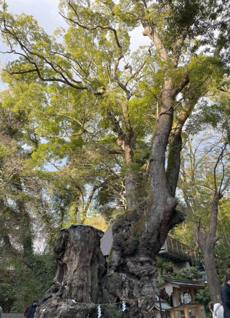 大楠の木