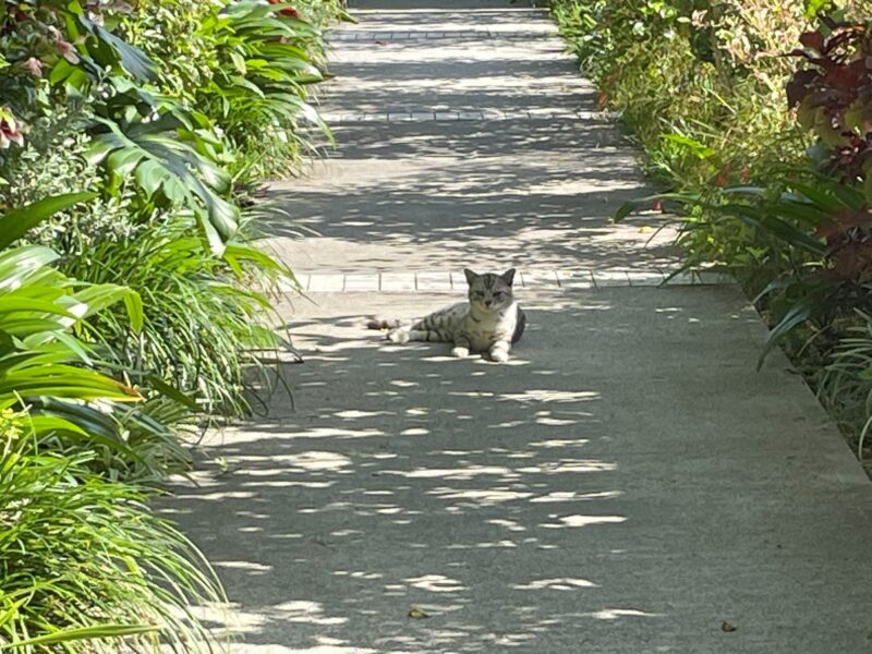 猫