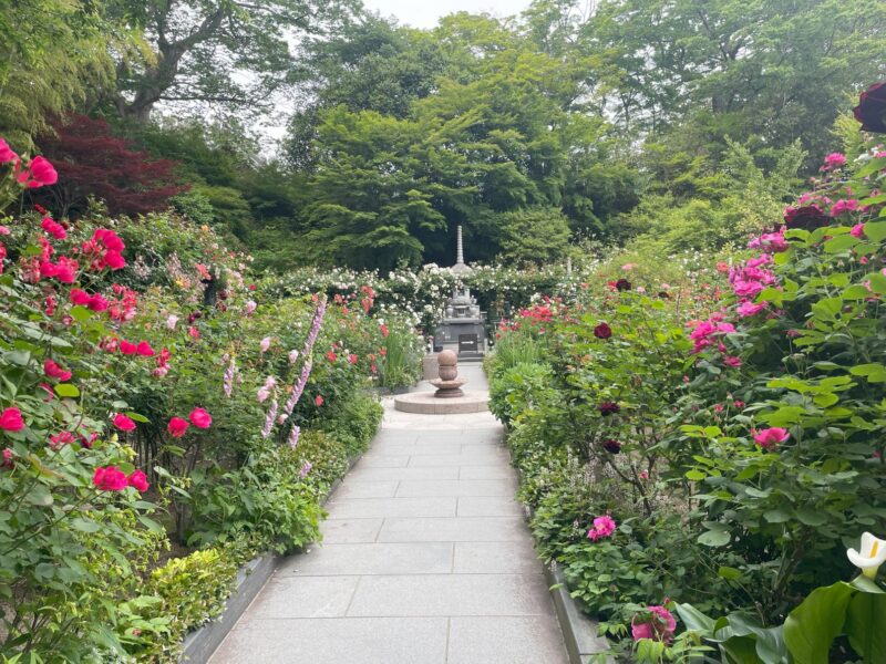 円通院 バラの庭