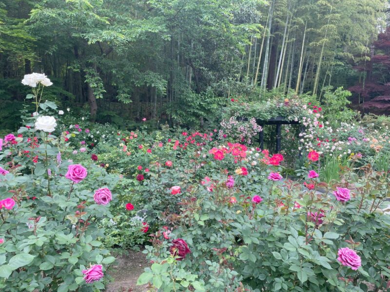 円通院 バラの庭