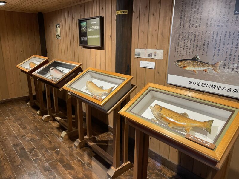 中禅寺湖畔ボートハウス
ますのはく製